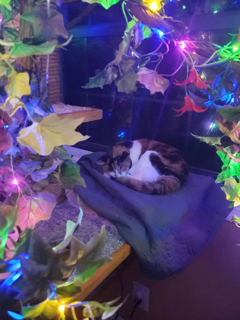 Волшебное рождественское дерево для кошки Луны