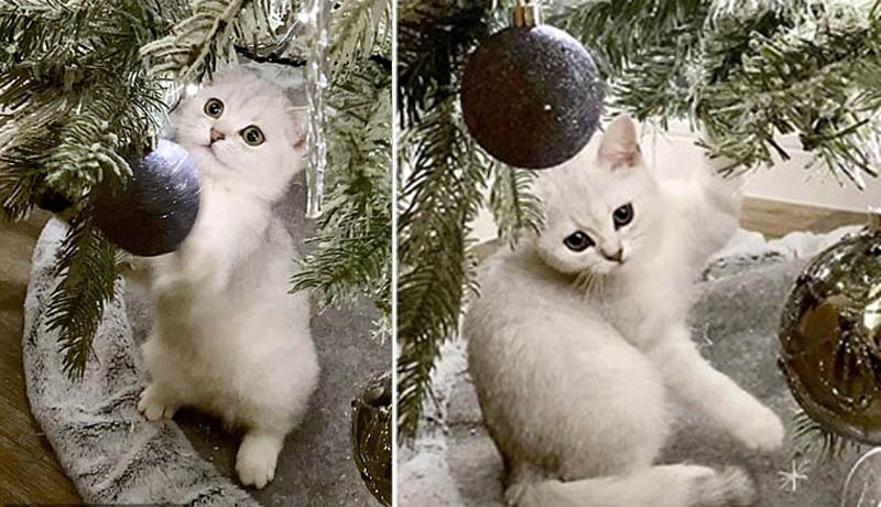 Кошка на рождественской елке
