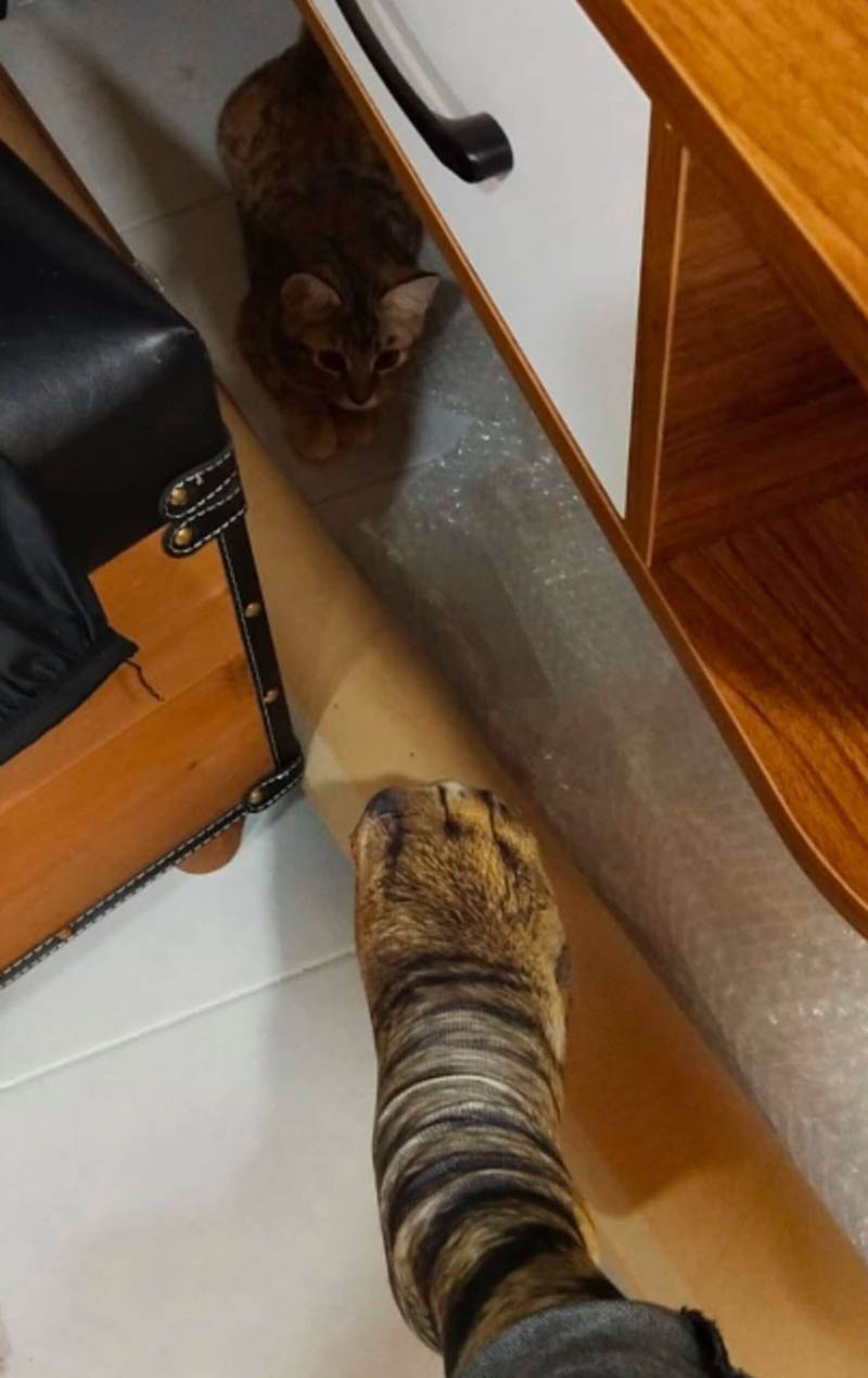 Кошки и носки с принтом «кошачьих лапок»