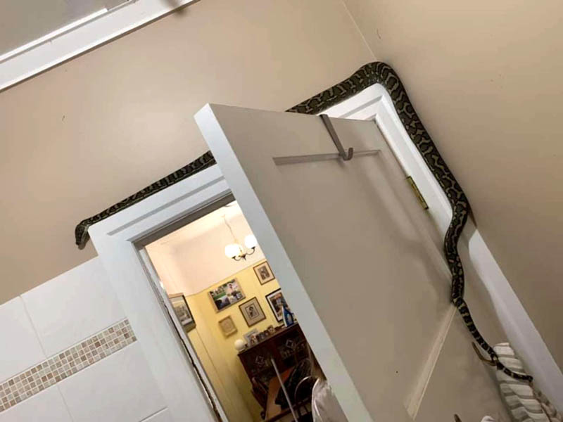 Змея в ванной комнате