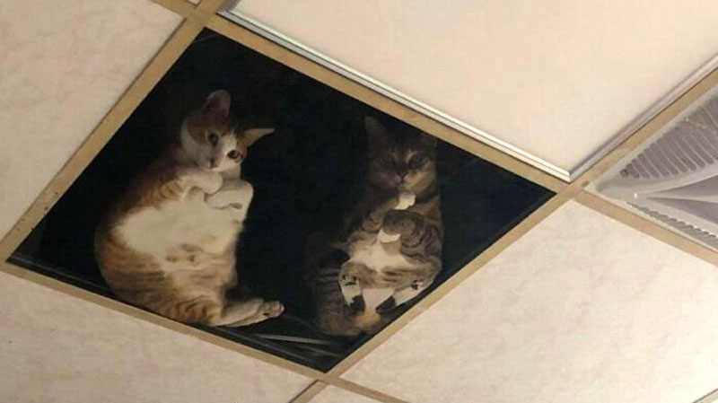 Потолочные коты