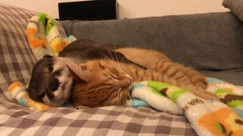 Дружба выдры и котенка