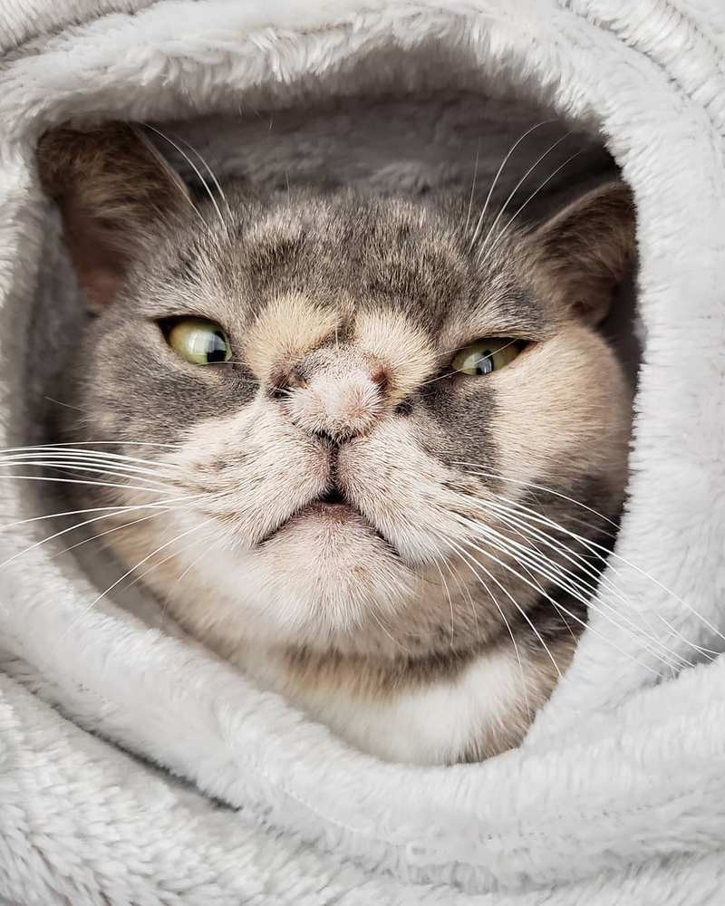 Уиллоу – очаровательная кошка с хромосомной аномалией