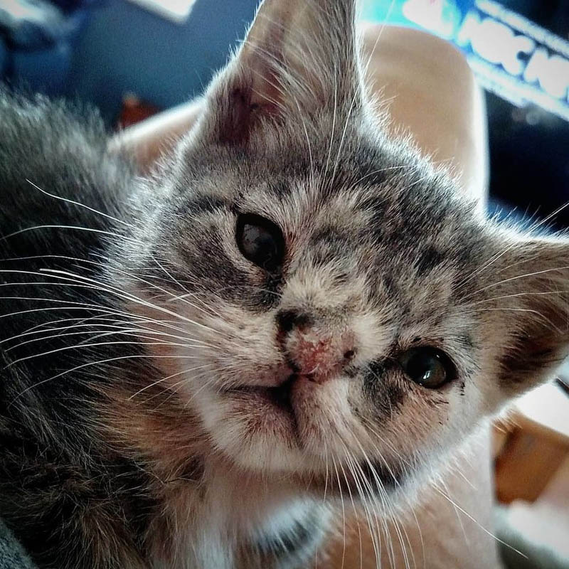 Уиллоу – очаровательная кошка с хромосомной аномалией