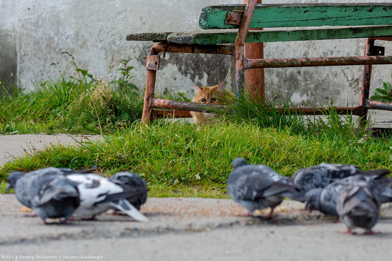 Неудачная охота кота Барсика