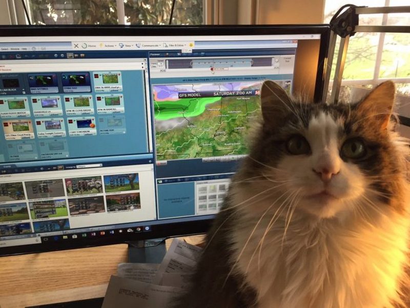 Кошка Бетти из телевизионного прогноза погоды 