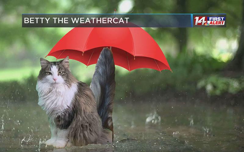 Кошка Бетти из телевизионного прогноза погоды 