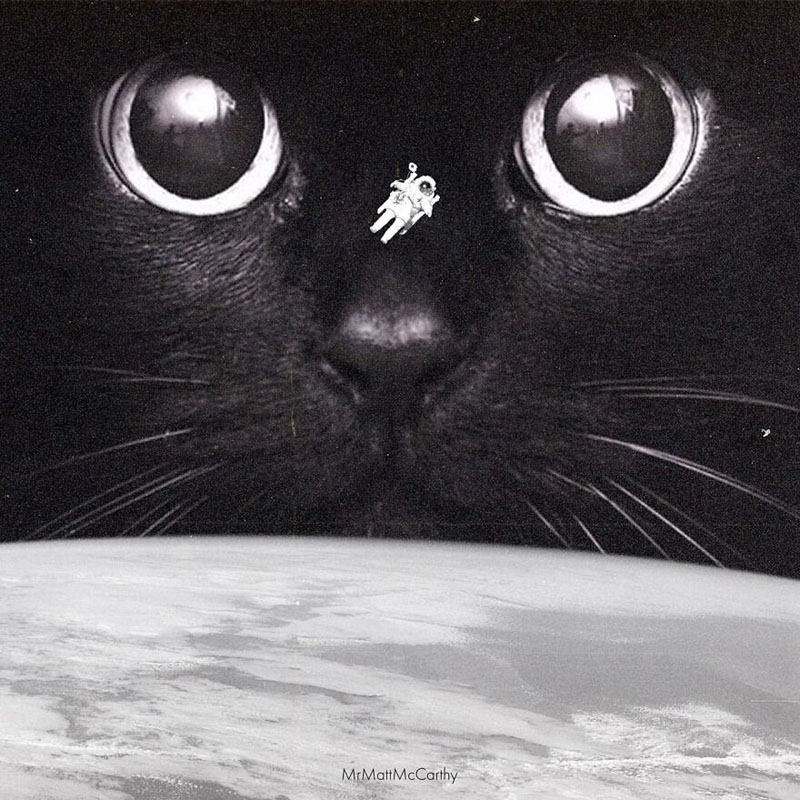 Гигантские кошки художника Мэтта Маккарти