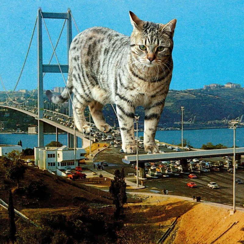 Гигантские кошки художника Мэтта Маккарти