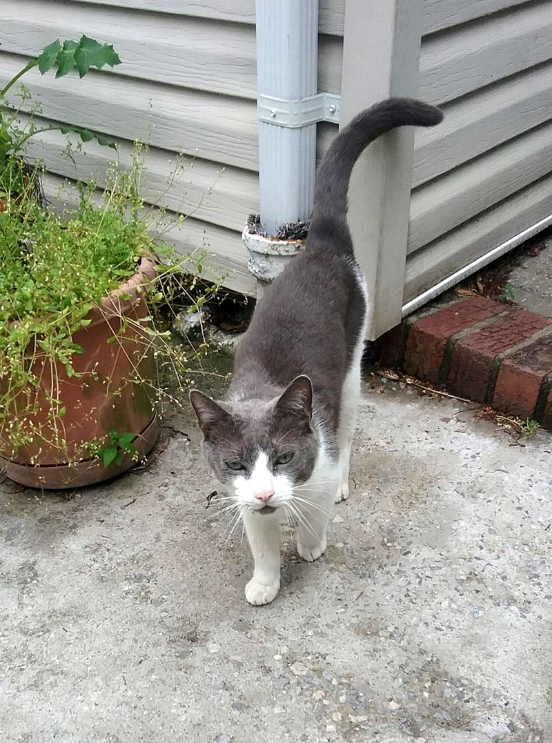 Мэйси – кот, который нашелся через 10 лет