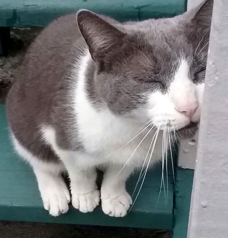 Мэйси – кот, который нашелся через 10 лет