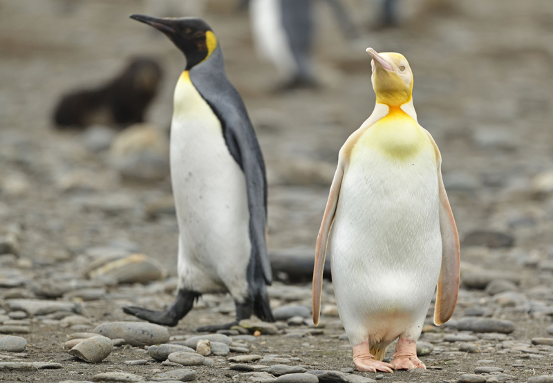 Желтый пингвин