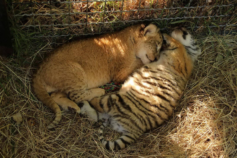 тигренок и львенок в японском сафари-парке