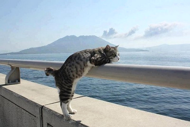 Кошки и море
