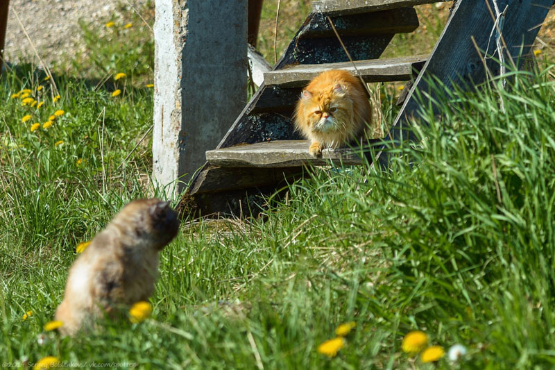 Кот Барсик