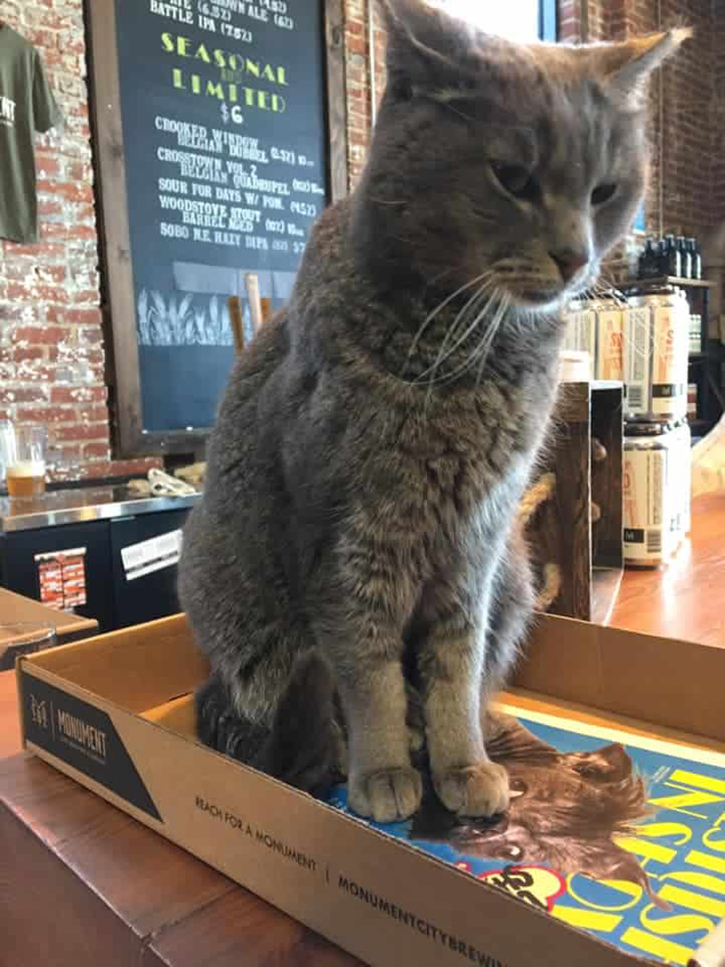Чудесное возвращение кота Уиллоу в пивоварню