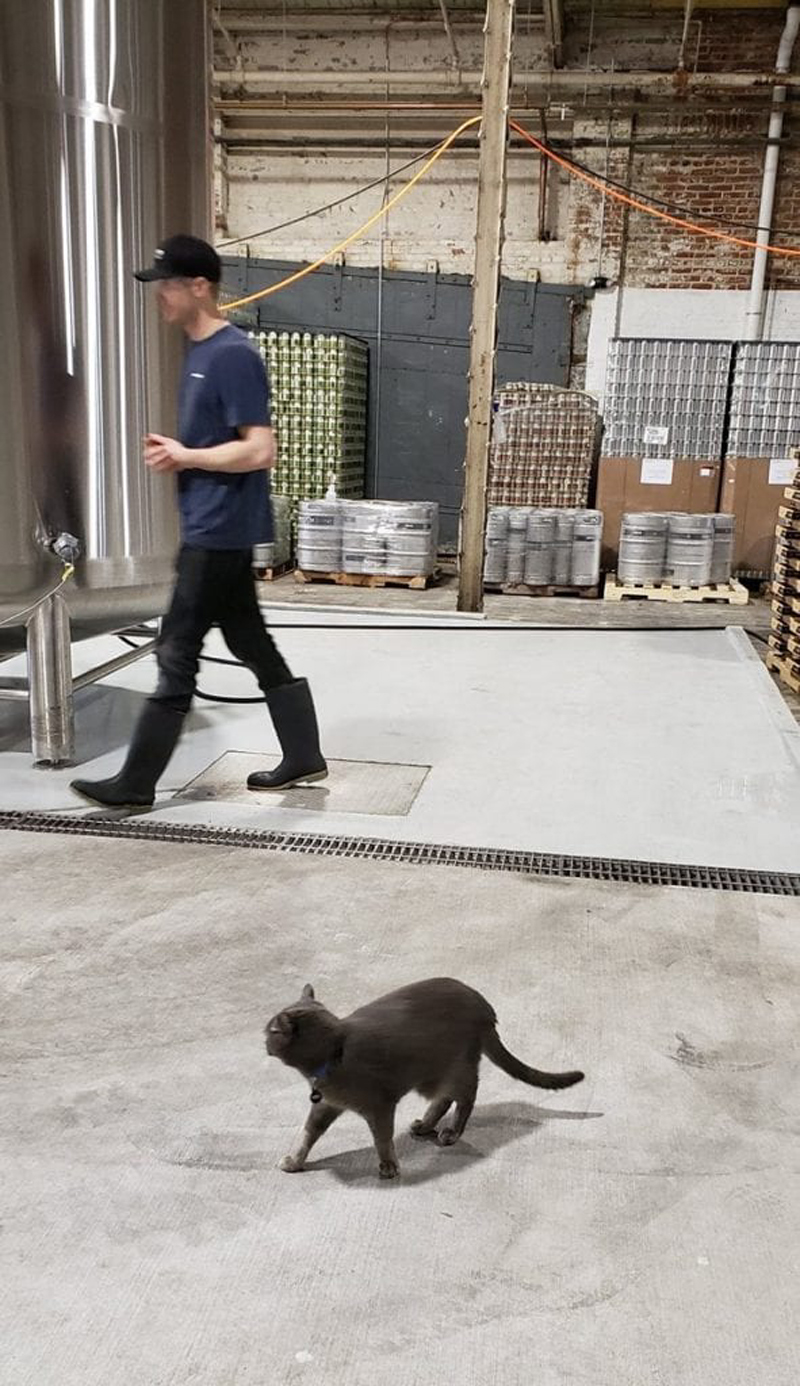 Чудесное возвращение кота Уиллоу в пивоварню