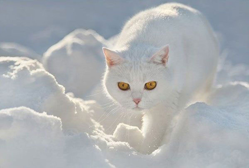 Зима и кошки