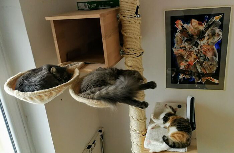 Оптическая иллюзия: кошки Кодо и Лили 