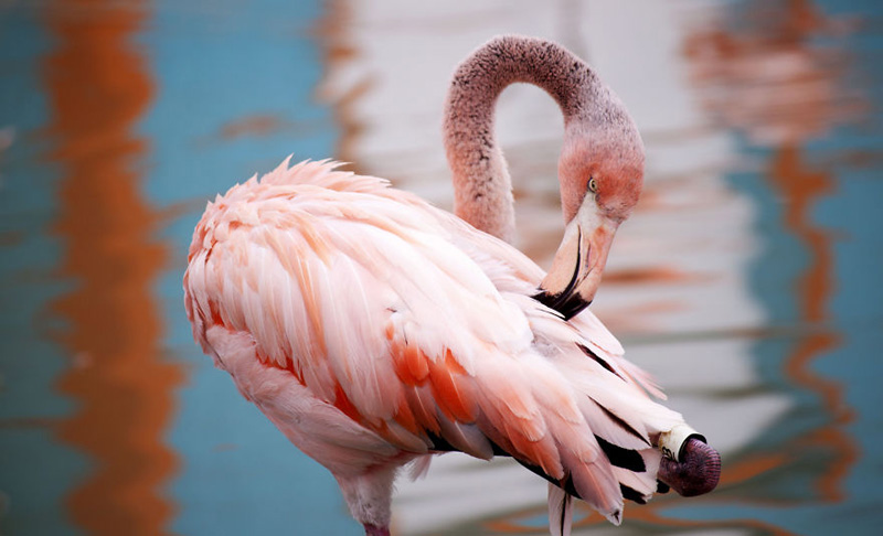 Фламинго tera&g