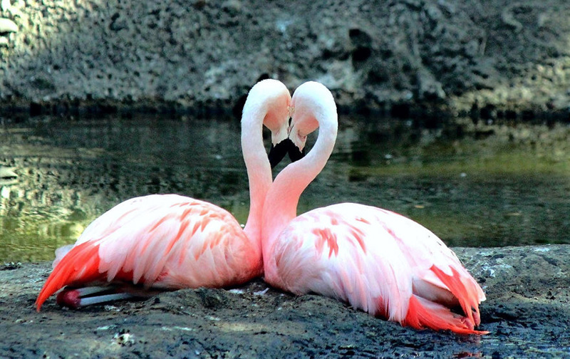 Фламинго pix-by-pegisue