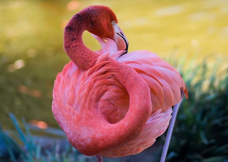 Фламинго anthony