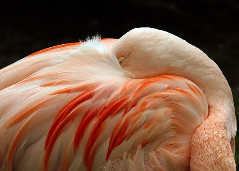 Фламинго kentcapture