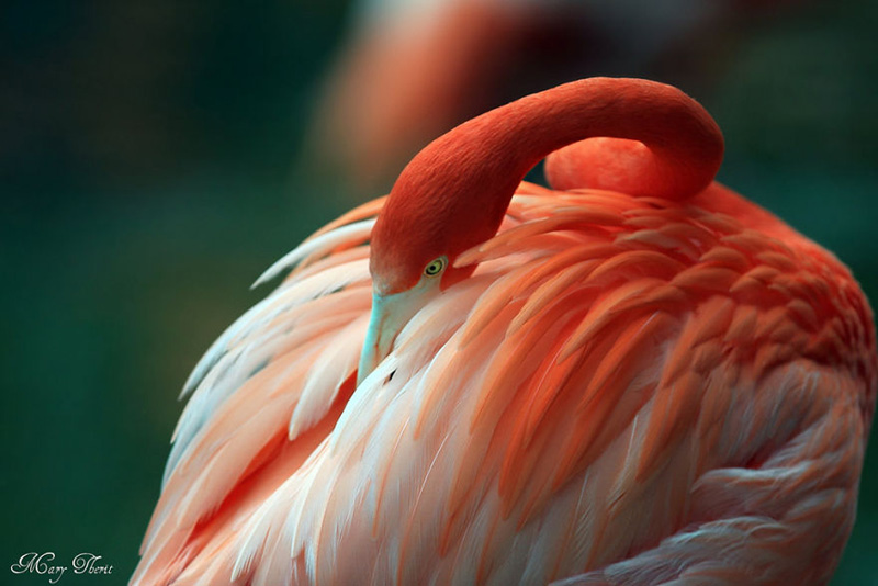 Фламинго metherit