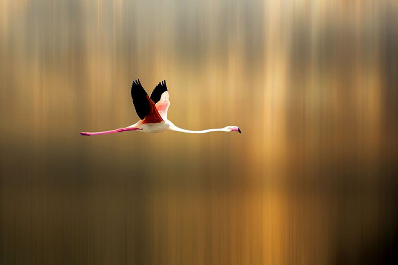 Фламинго Pieter Arnoll