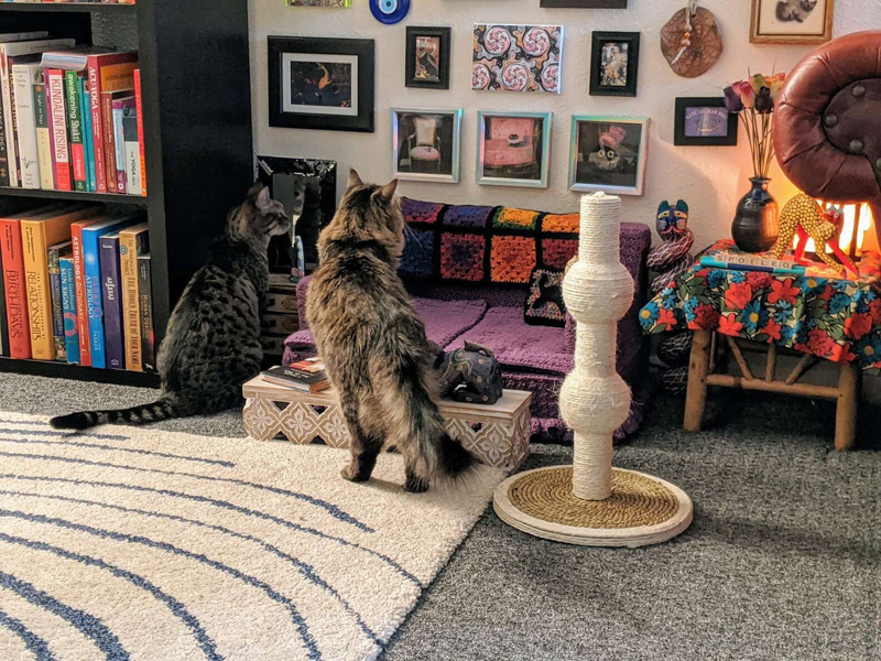 Кошачья гостиная
