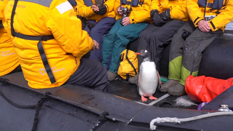 Пингвин спасся от косаток в лодке с туристами 