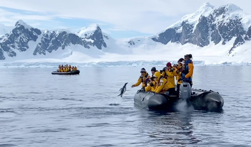 Пингвин спасся от косаток в лодке с туристами 