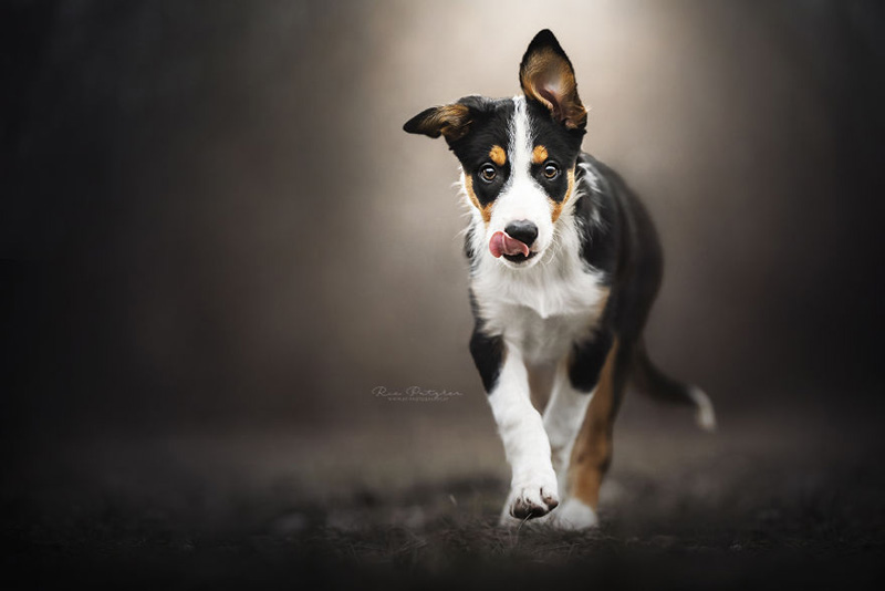 Позитивные собаки австрийского фотографа Риа Путцкер