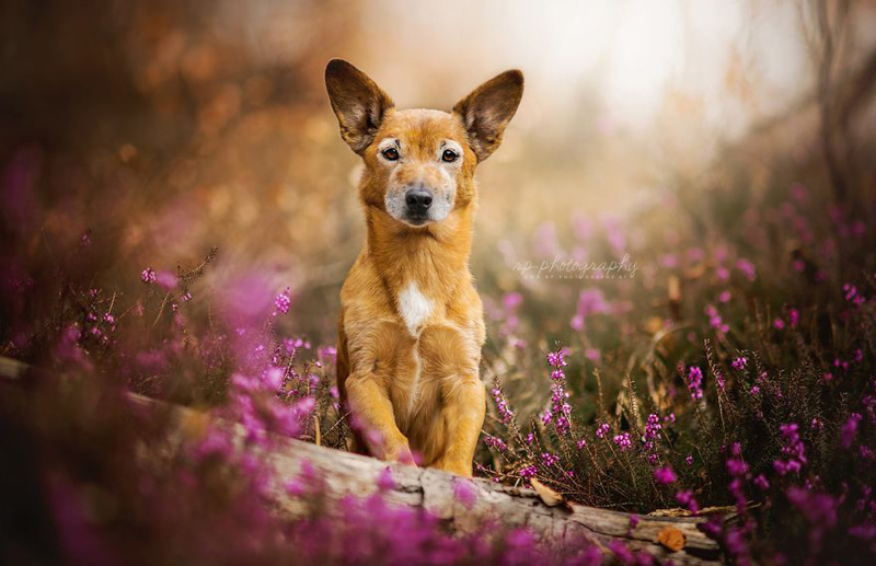 Позитивные собаки австрийского фотографа Риа Путцкер
