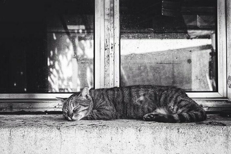 Фотографии кошек на окнах от Сабрины Боэм