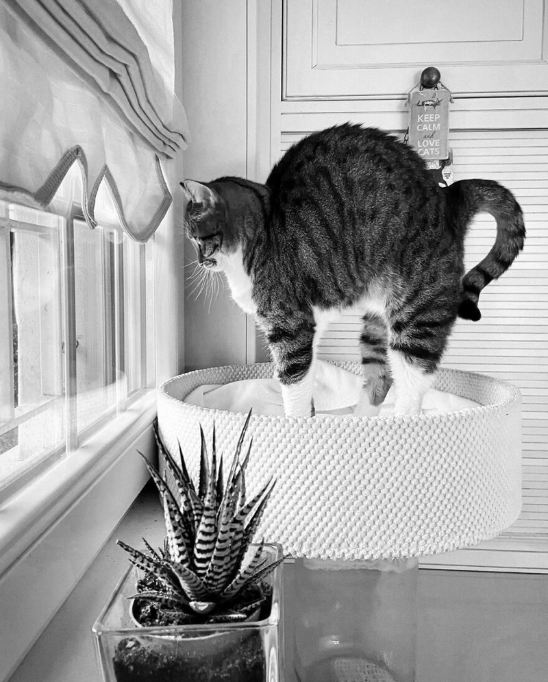 Фотографии кошек на окнах от Сабрины Боэм