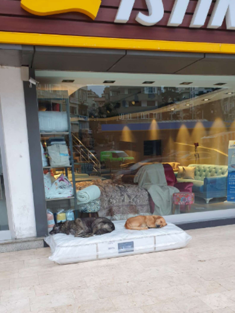 Стамбул: мебельный магазин и бездомные собаки