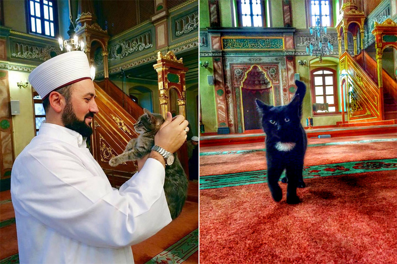 В Стамбуле имам открывает двери своей мечети для кошек
