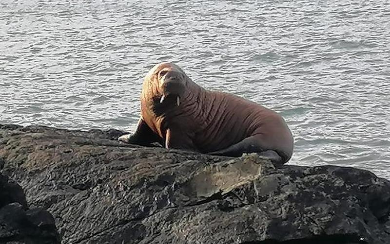 У побережья Ирландии замечен морж 