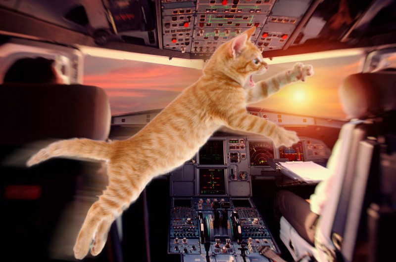 Кот напал на пилота