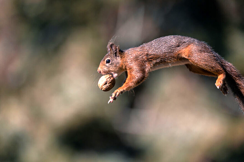 Прыгающие белки от фотографа Ники Колемонта