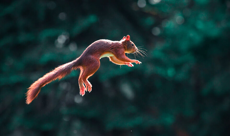 Прыгающие белки от фотографа Ники Колемонта