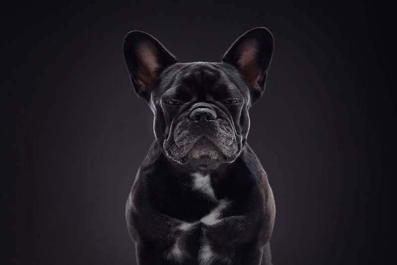 Собаки и их характеры от фотографа Александра Хохлова