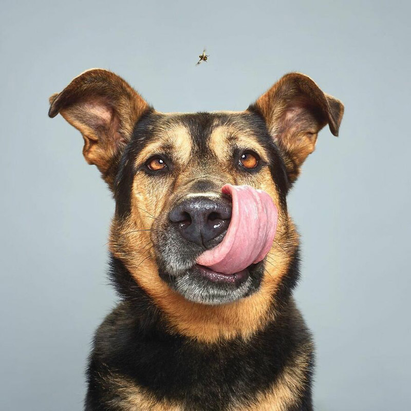 Собаки и их характеры от фотографа  Александра Хохлова