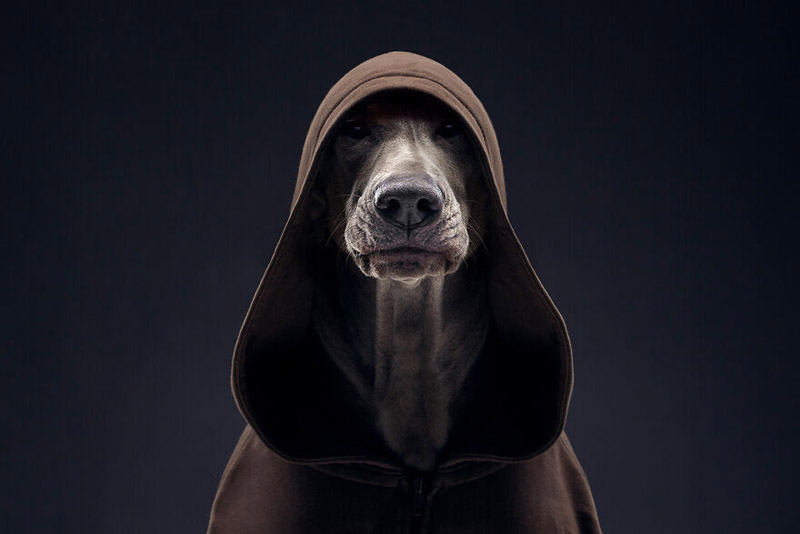 Собаки и их характеры от фотографа  Александра Хохлова