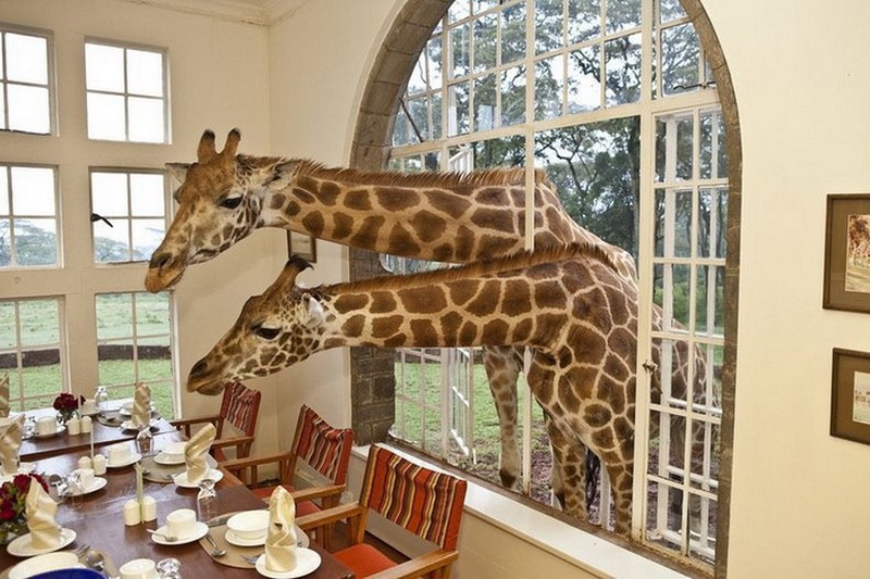 Отель с жирафами