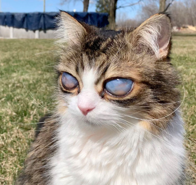 Слепой кот Пико – волшебный взгляд туманных глаз