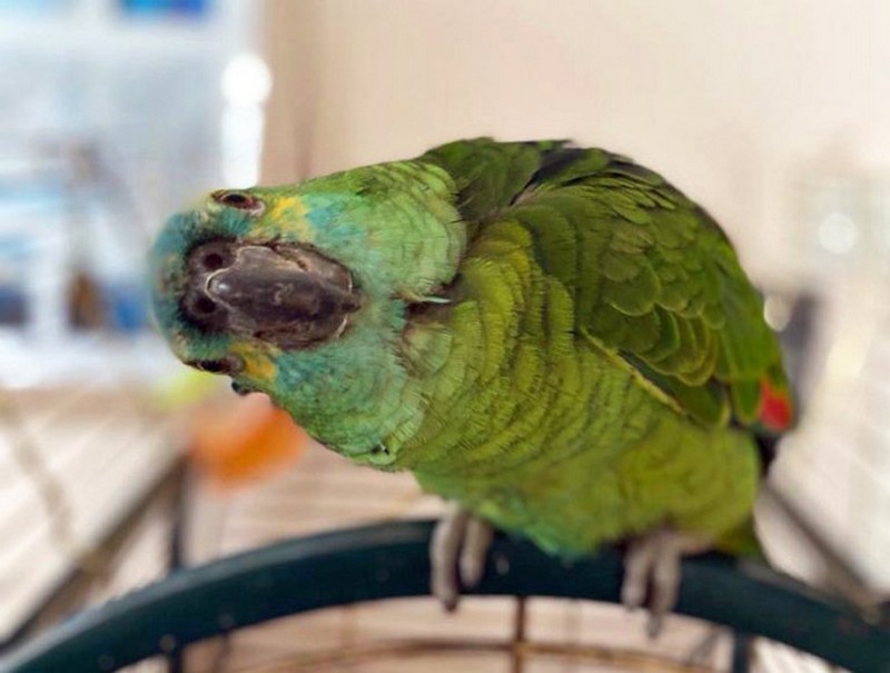Слишком толстый попугай