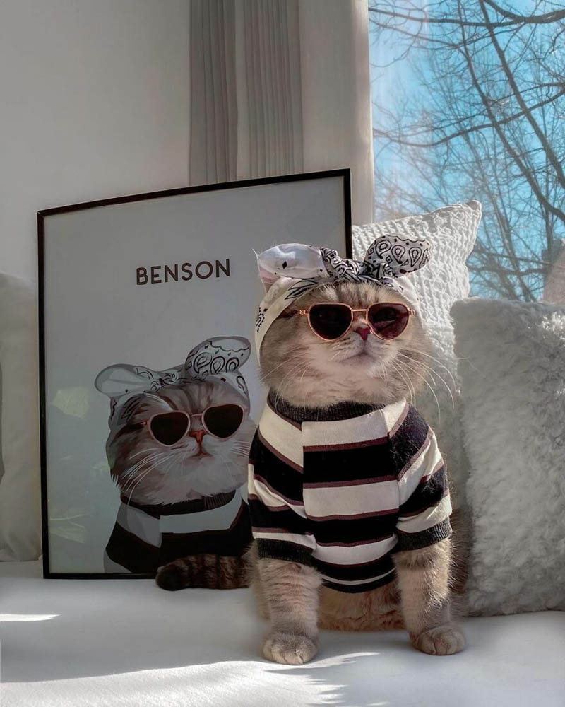 Кот-модель по кличке Бенсон