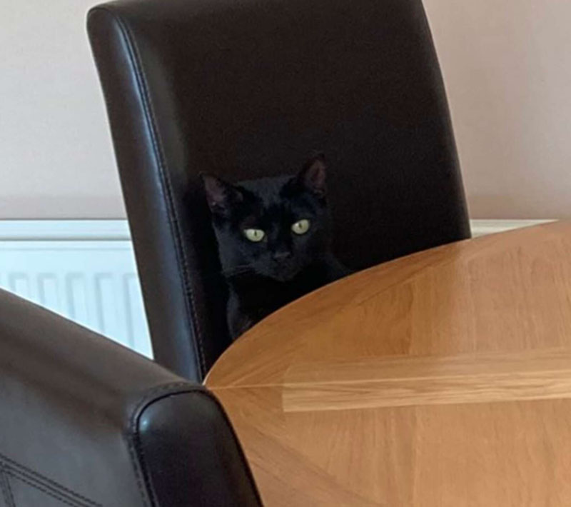 Черная кошка в гостях